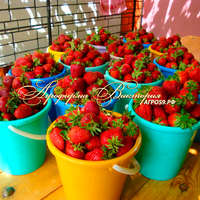 Клубника ФЕЯ (КРУПНОМЕР! ОГРОМНЫЙ КУСТ, УРОЖАЙ В ГОД ПОСАДКИ) Клубника ФЕЯ (КРУПНОМЕР! ОГРОМНЫЙ КУСТ, УРОЖАЙ В ГОД ПОСАДКИ)